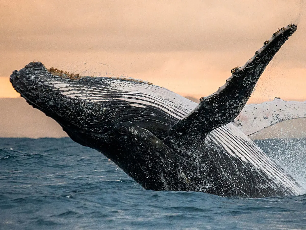 Humpback whale breaching in the Sea of Cortez