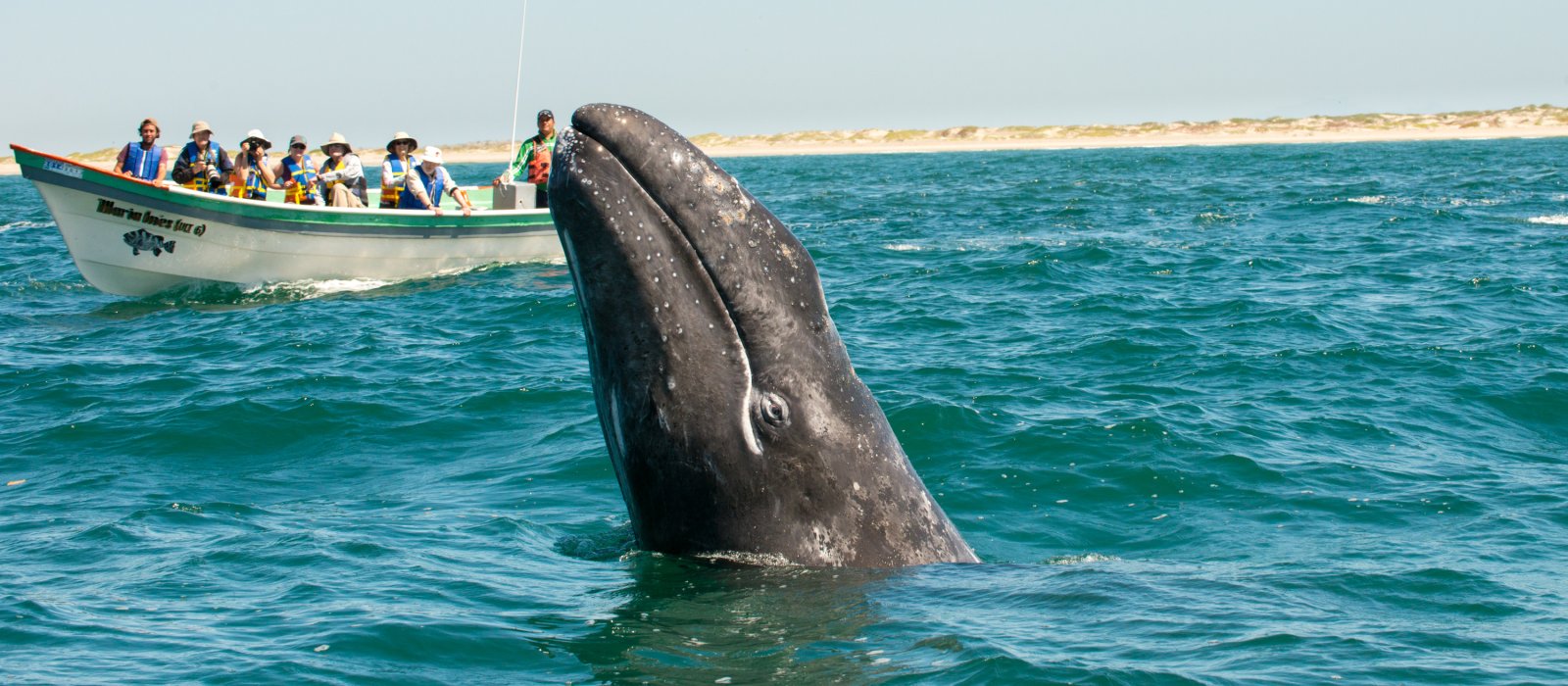 Whale Shark Encounters