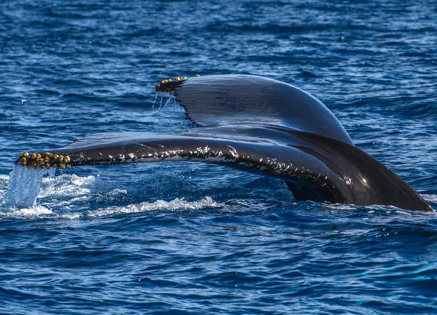 Whale Watching in La Paz: The Complete Guide