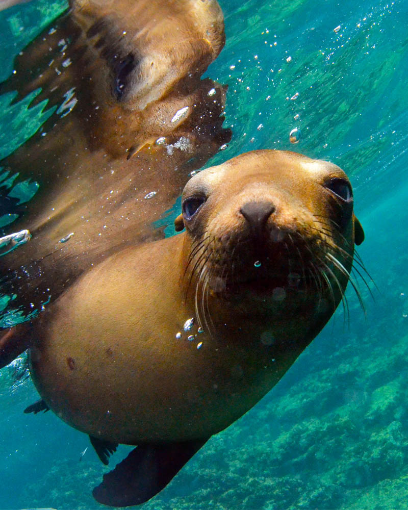Sea lion colony at Isla Espíritu Santo, La Paz
