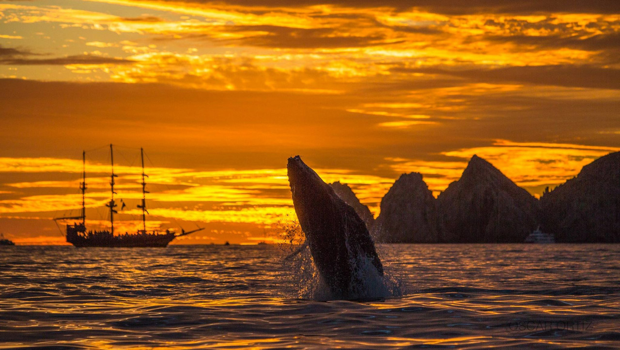 Whale watching excursion on the Sea of Cortez