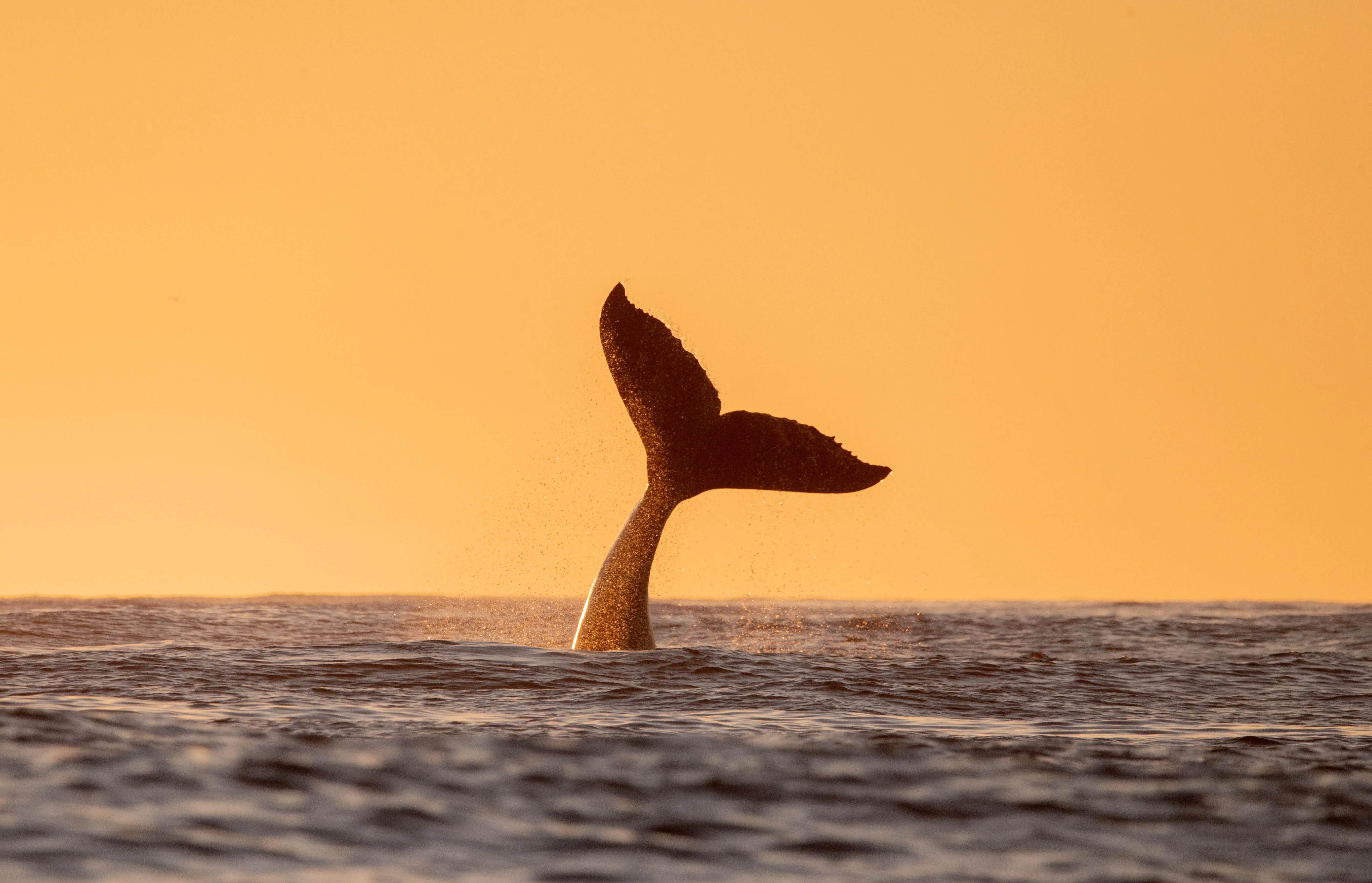 Whale watching at dawn. Sunset cruises at dusk.